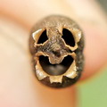 Antirrhinum Majus